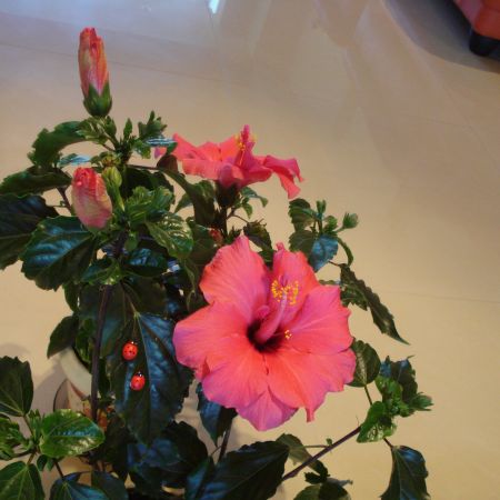 Hibiscus(mihaela)